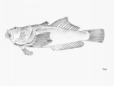 Longspine stargazer (Uranoscopus albesca)