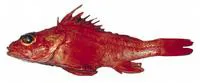 Longspine thornyhead (Sebastolobus altivelis)