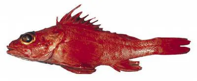 Longspine thornyhead (Sebastolobus altivelis)