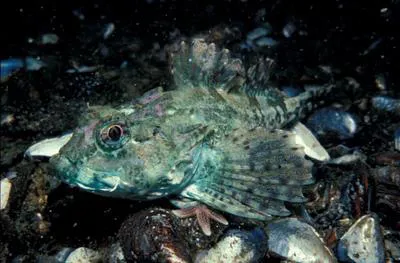 Longspined bullhead (Taurulus bubalis)