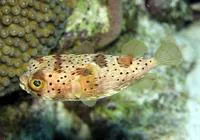 Longspined porcupinefish (Diodon holocanthus)