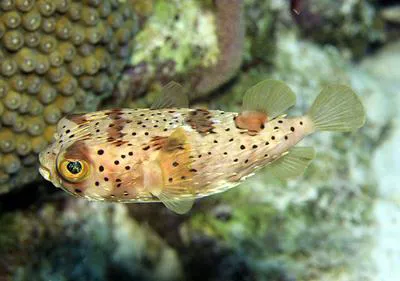 Longspined porcupinefish (Diodon holocanthus)