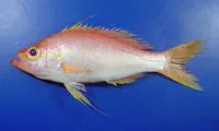 Longtail bass (Hemanthias leptus)
