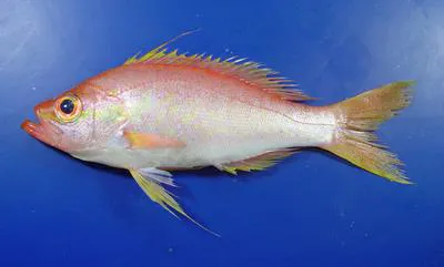 Longtail bass (Hemanthias leptus)
