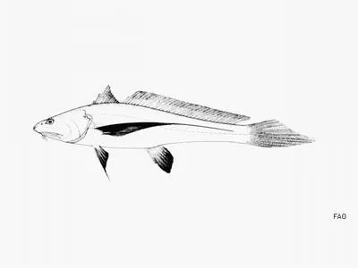 Longtail croaker (Lonchurus lanceolatus)