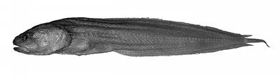 Longtail cusk (Brosmolus longicaudus)