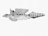 Longtail dragonet (Callionymus gardineri)