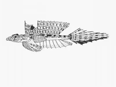 Longtail dragonet (Callionymus gardineri)