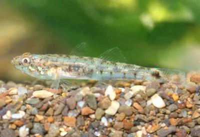 Longtail dwarf goby (Knipowitschia longecaudata)