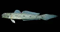 Longtail goby (Ctenogobius sagittula)