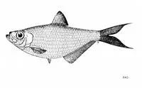 Longtail ilisha (Ilisha lunula)