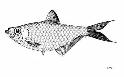 Longtail ilisha (Ilisha lunula)