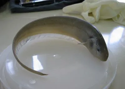 Longtail knifefish (Sternopygus macrurus)
