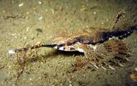 Longtail seamouth (Pegasus volitans)