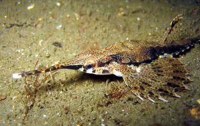 Longtail seamouth (Pegasus volitans)