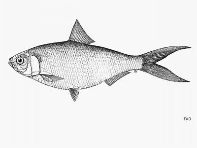 Longtail shad (Tenualosa macrura)