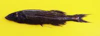 Longtail slickhead (Talismania longifilis)