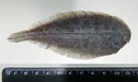 Longtail sole (Apionichthys dumerili)