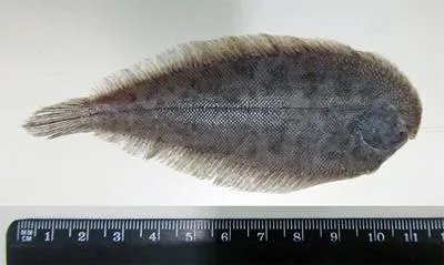 Longtail sole (Apionichthys dumerili)