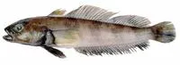 Longtail southern cod (Patagonotothen ramsayi)