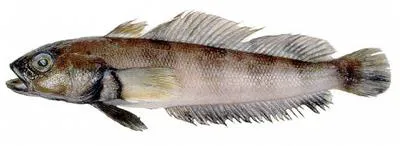 Longtail southern cod (Patagonotothen ramsayi)