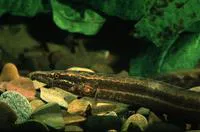 Longtail spiny eel (Mastacembelus frenatus)