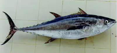 Longtail tuna (Thunnus tonggol)