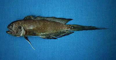 Longtailed jawfish (Lonchopisthus sinuscalifornicus)