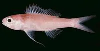Longtailed slopefish (Symphysanodon maunaloae)