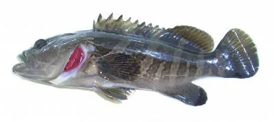 Longtooth grouper (Epinephelus bruneus)