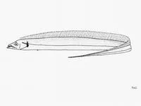 Longtooth hairtail (Eupleurogrammus glossodon)