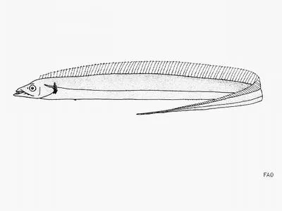 Longtooth hairtail (Eupleurogrammus glossodon)