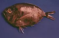 Longwing spinyfin (Diretmoides pauciradiatus)