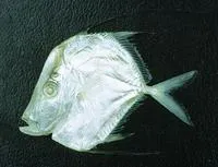 Lookdown (Selene vomer)