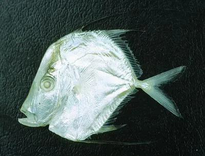 Lookdown (Selene vomer)