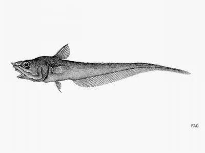 Loosescale grenadier (Coryphaenoides anguliceps)