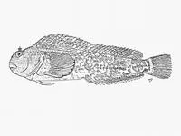 Looseskin blenny (Chalaroderma capito)