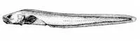Looseskin eelpout (Taranetzella lyoderma)