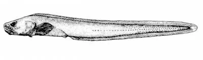 Looseskin eelpout (Taranetzella lyoderma)