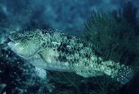 Loosetooth parrotfish (Nicholsina denticulata)