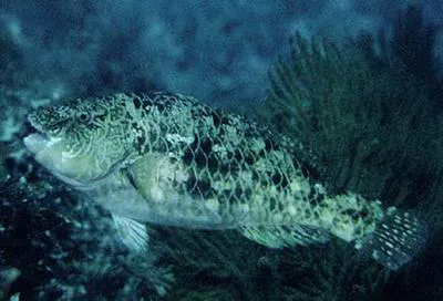 Loosetooth parrotfish (Nicholsina denticulata)