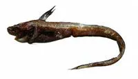 Loppe's tadpole fish (Ijimaia loppei)