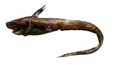 Loppe's tadpole fish (Ijimaia loppei)