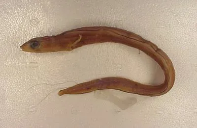 Lord Howe conger (Ariosoma howensis)