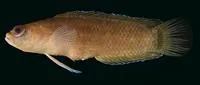 Lord Howe Dottyback (Pseudoplesiops howensis)
