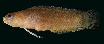 Lord Howe Dottyback (Pseudoplesiops howensis)