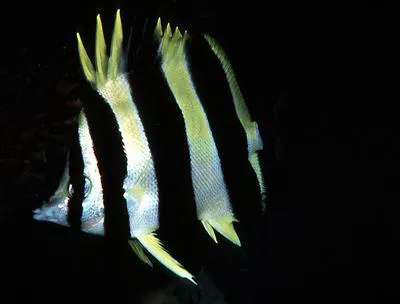 Lord Howe Island butterflyfish (Amphichaetodon howensis)