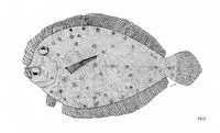 Lord Howe Island flounder (Crossorhombus howensis)