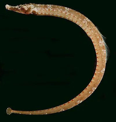 Lord Howe pipefish (Cosmocampus howensis)