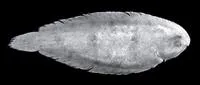 Lorentz River Sole (Leptachirus lorentz)
